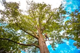 Somerset, PA Tree Services Company